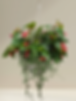 Begonia Hanging Basket