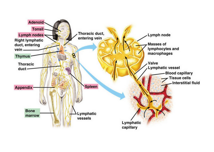 Overview of the lymphatic system