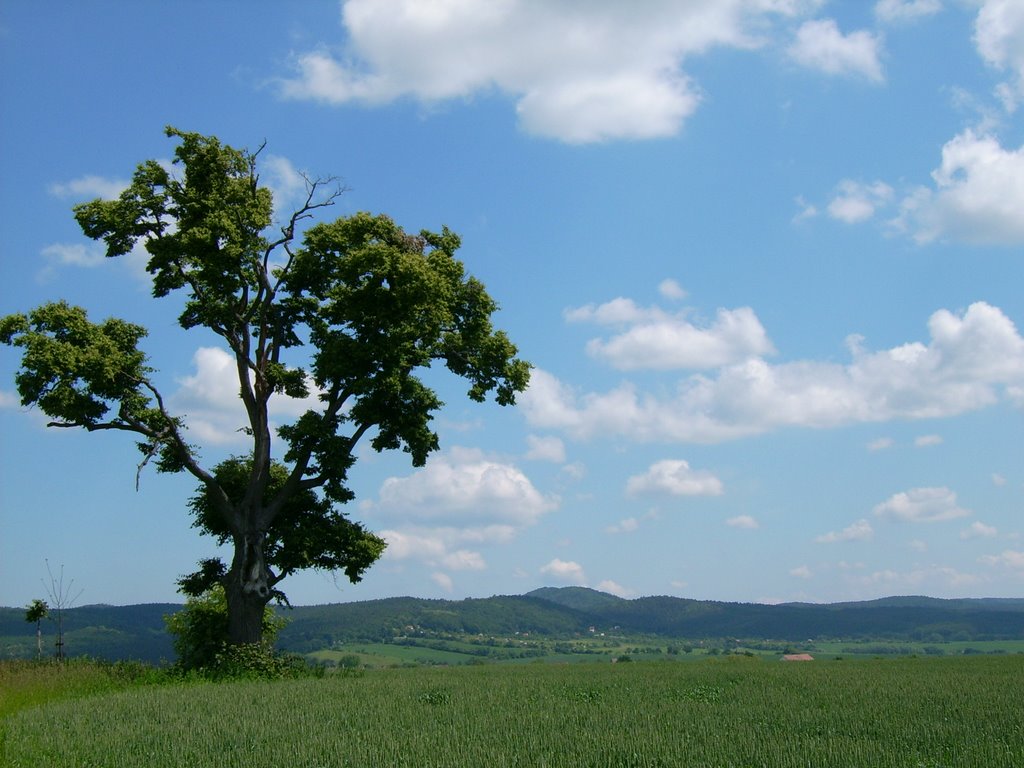 Picasa - Krajina u Kyjova