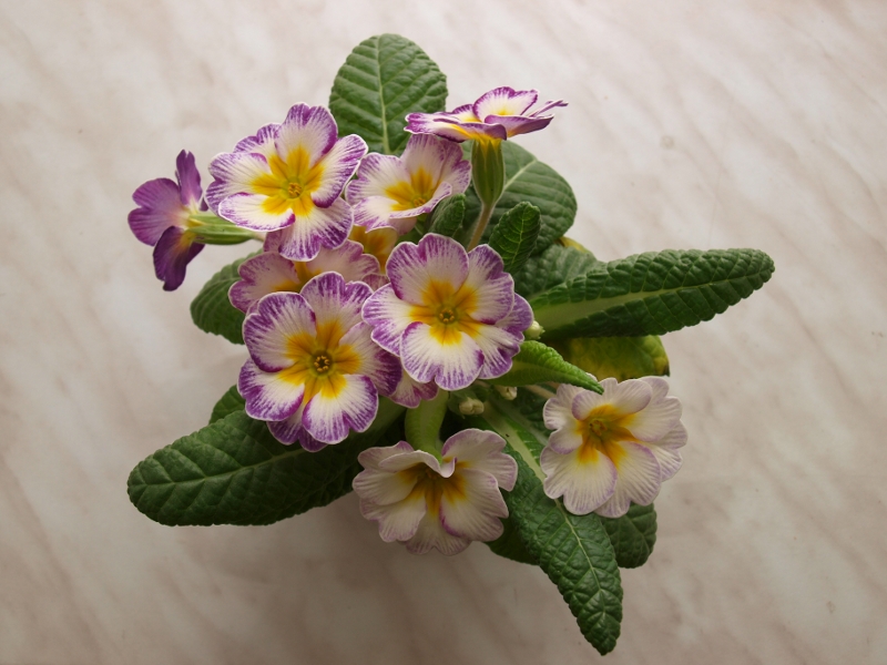 Picasa - Kytička, HB