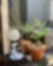 S__48349290.jpg