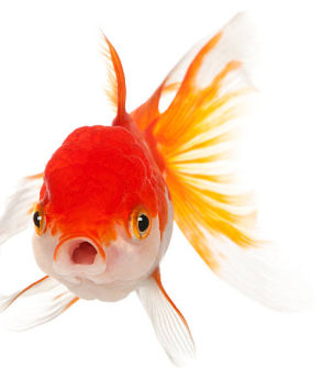 Header fish white.jpg