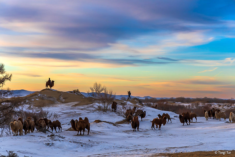 The Essential Guide to Winter in the Gobi