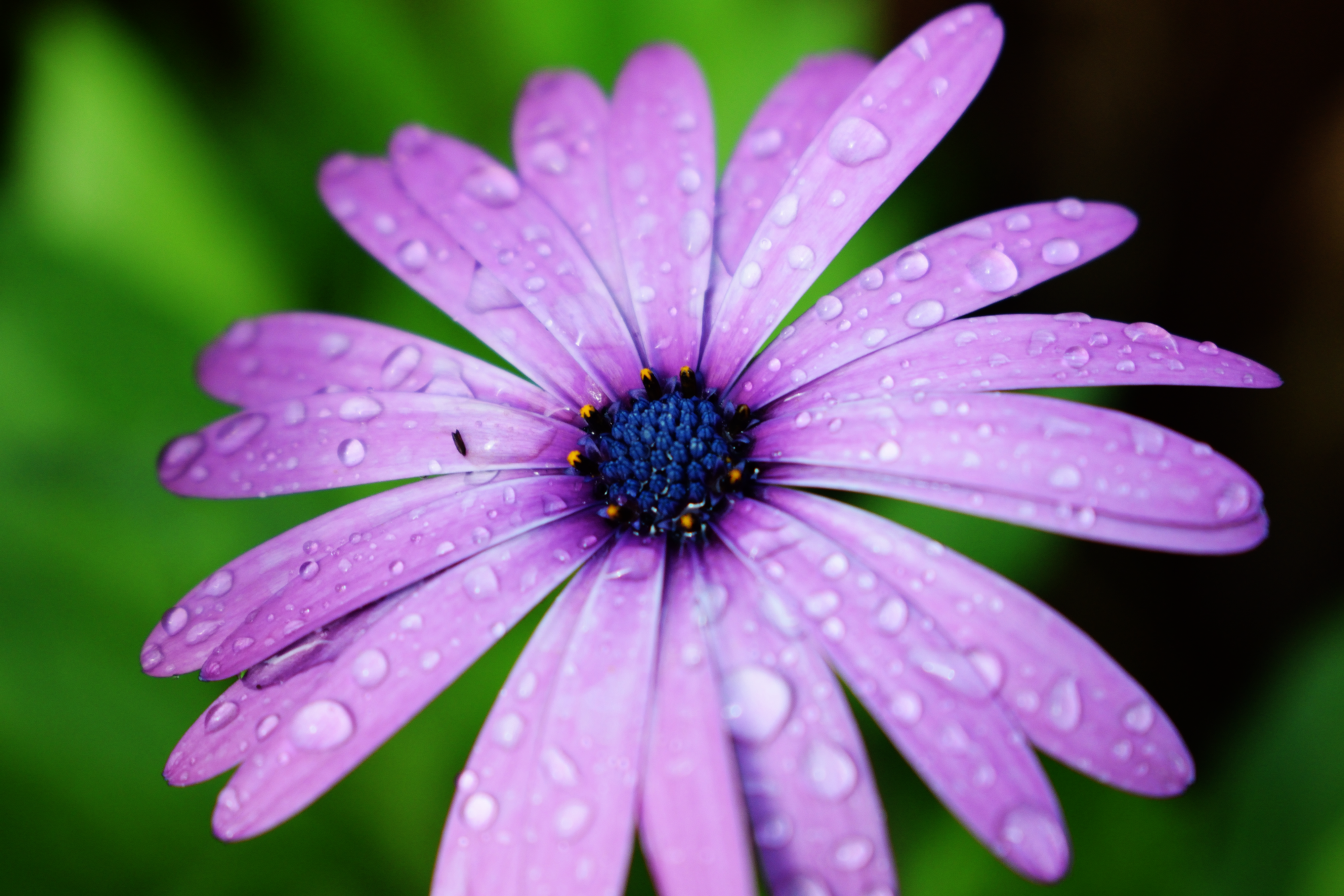 Purple Daisy