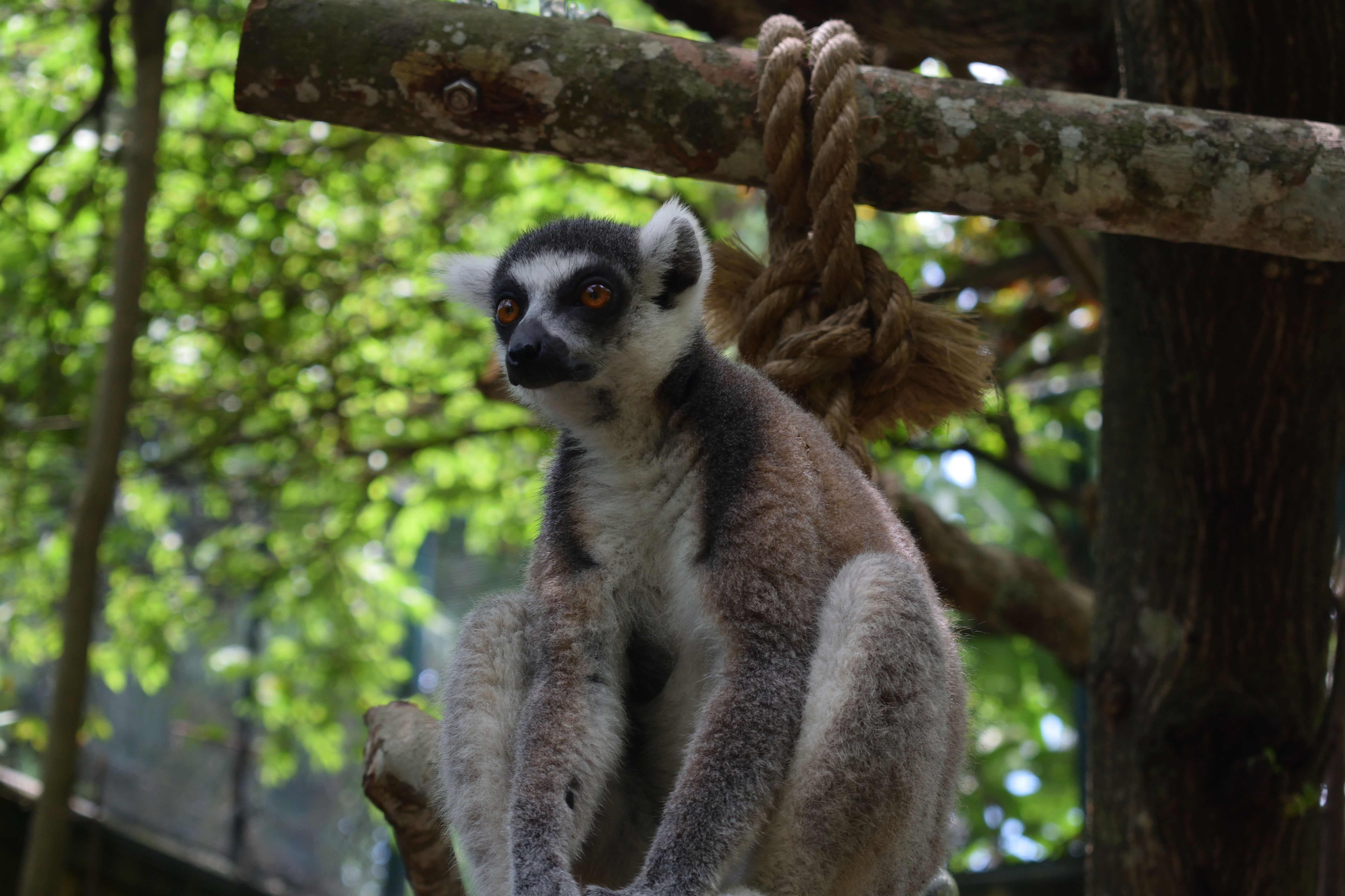 Lemur