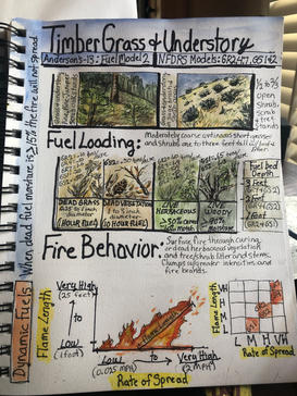 Vegetation (Fuel Model) Sketchnotes