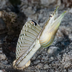 Yellowface Pikeblenny