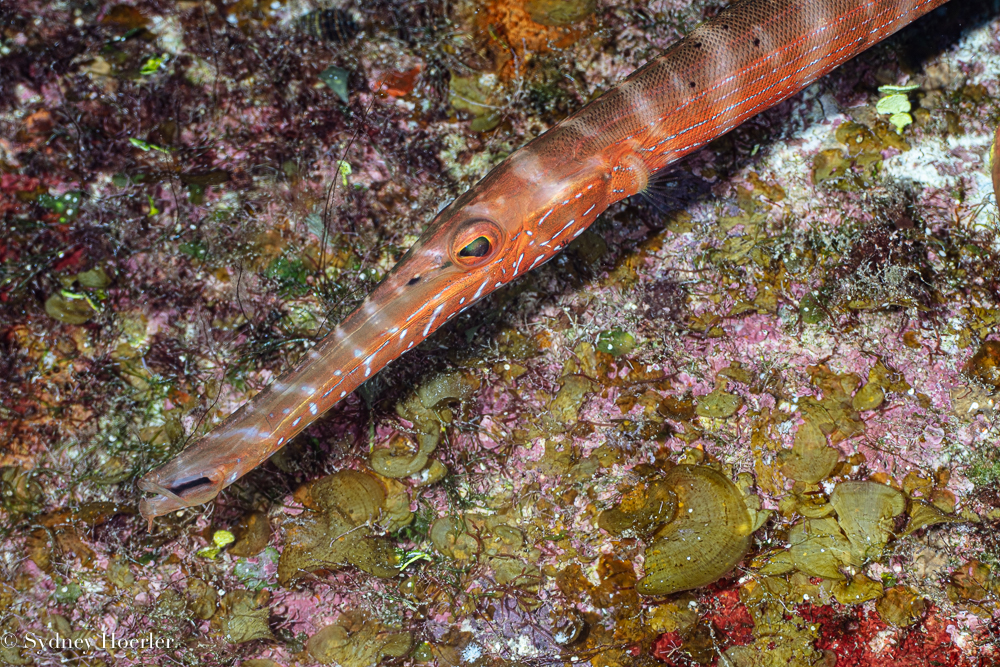 West Atlantic trumpetfish (Aulostomus maculatus) on a Cozumel reef — photo © Sydney Hoerler, courtesy of the Cozumel Coral Reef Restoration Program, used with permission