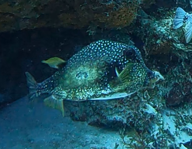 Smooth Trunkfish (Lactophrys triqueter) photographed on a Cozumel reef — photo courtesy of the Cozumel Coral Reef Restoration Program (CCRRP), used with permission