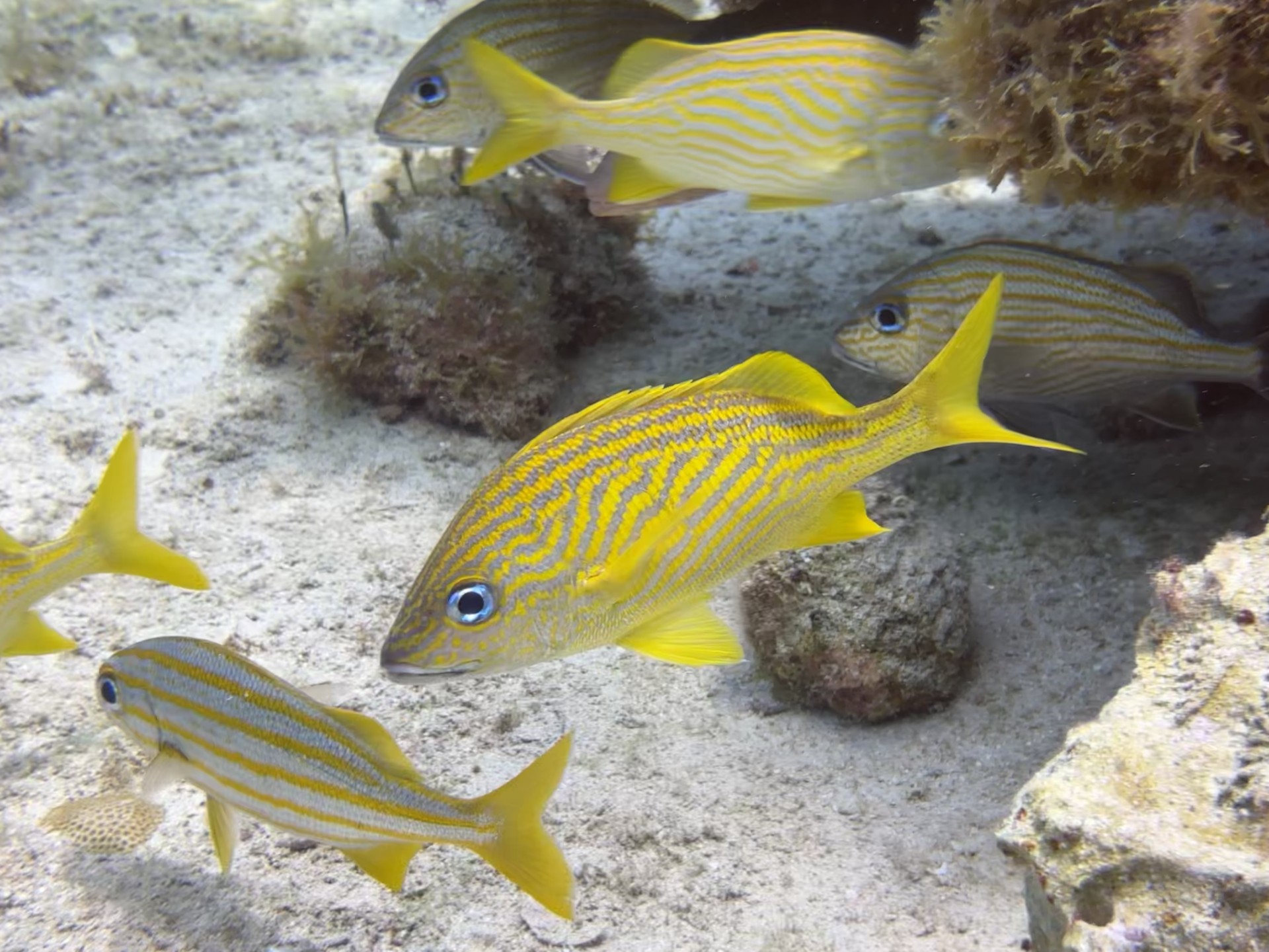 French Grunt (Haemulon flavolineatum) photographed on a Cozumel reef — photo courtesy of the Cozumel Coral Reef Restoration Program (CCRRP), used with permission