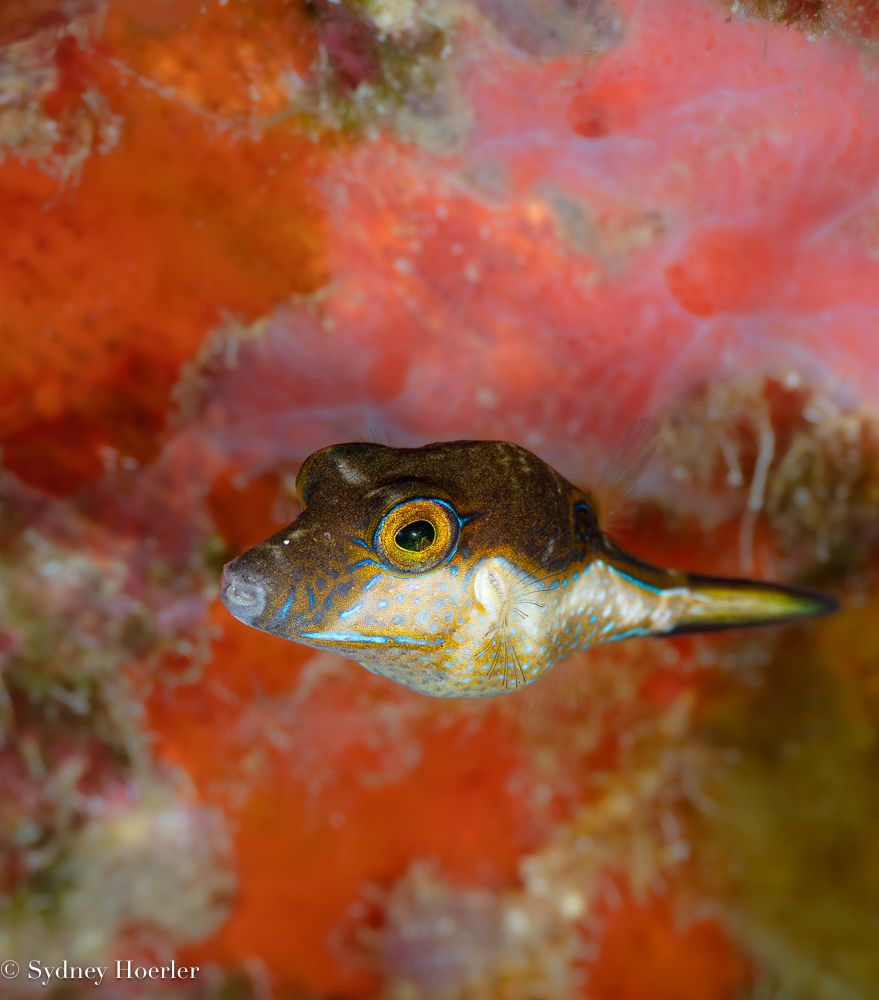 Sharpnose Puffer (Canthigaster rostrata) photographed on a Cozumel reef — photo © Sydney Hoerler, courtesy of the Cozumel Coral Reef Restoration Program, used with permission