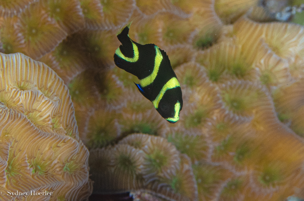 Juvenile gray angelfish (Pomacanthus arcuatus) on a Cozumel reef, black with yellow bars — the pattern it loses as an adult. Photo © Sydney Hoerler, courtesy of the Cozumel Coral Reef Restoration Program, used with permission