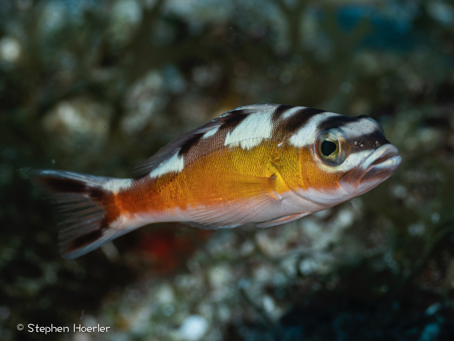 Tobacco Basslet (Serranus tabacarius) photographed on a Cozumel reef — photo © Stephen Hoerler, courtesy of the Cozumel Coral Reef Restoration Program, used with permission