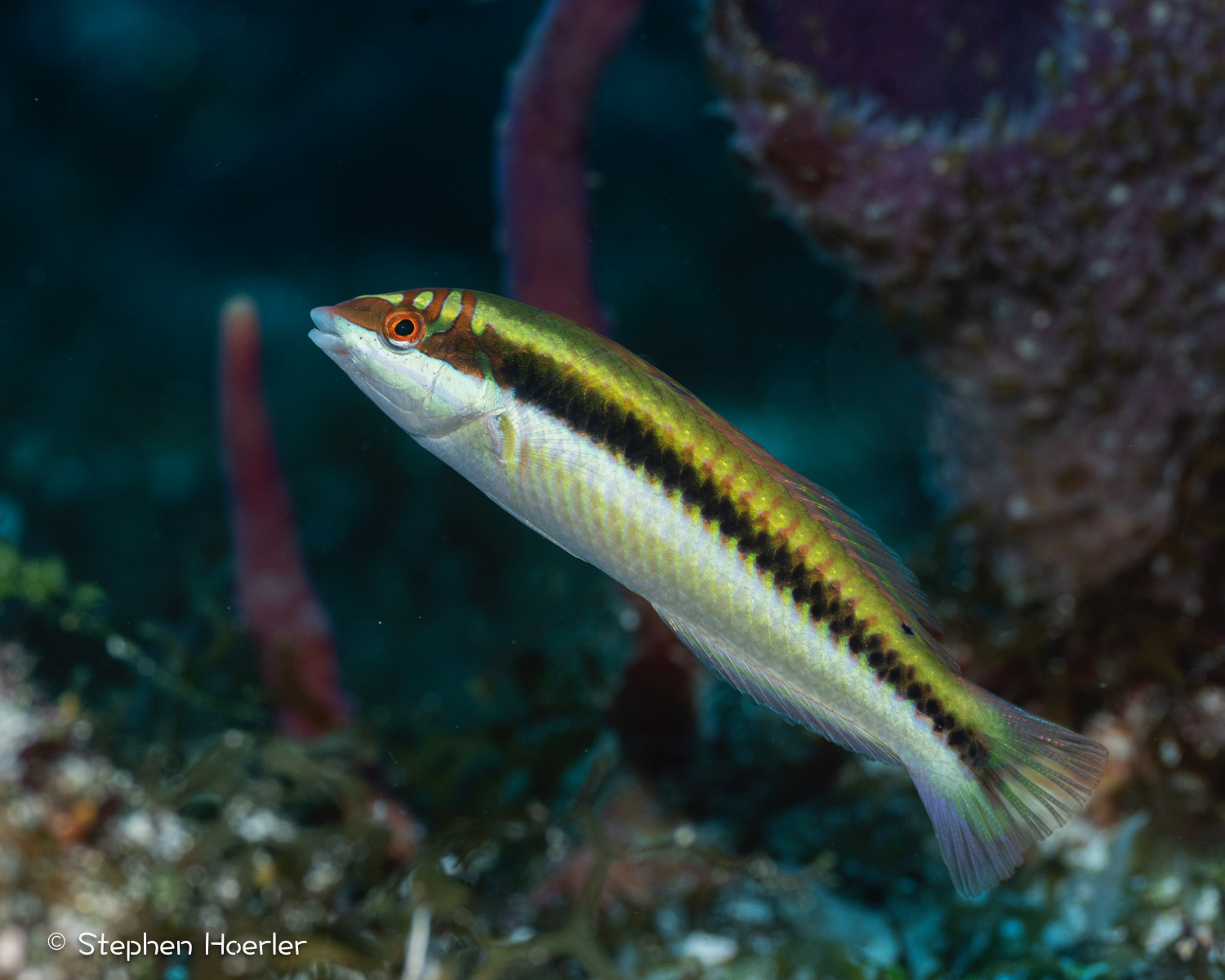 Clown Wrasse (Halichoeres maculipinna) photographed on a Cozumel reef — photo © Stephen Hoerler, courtesy of the Cozumel Coral Reef Restoration Program, used with permission