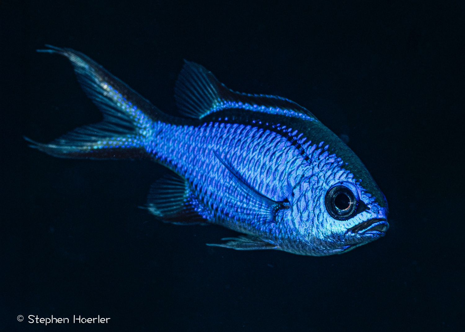 Blue Chromis (Chromis cyanea) photographed on a Cozumel reef — photo © Stephen Hoerler, courtesy of the Cozumel Coral Reef Restoration Program, used with permission