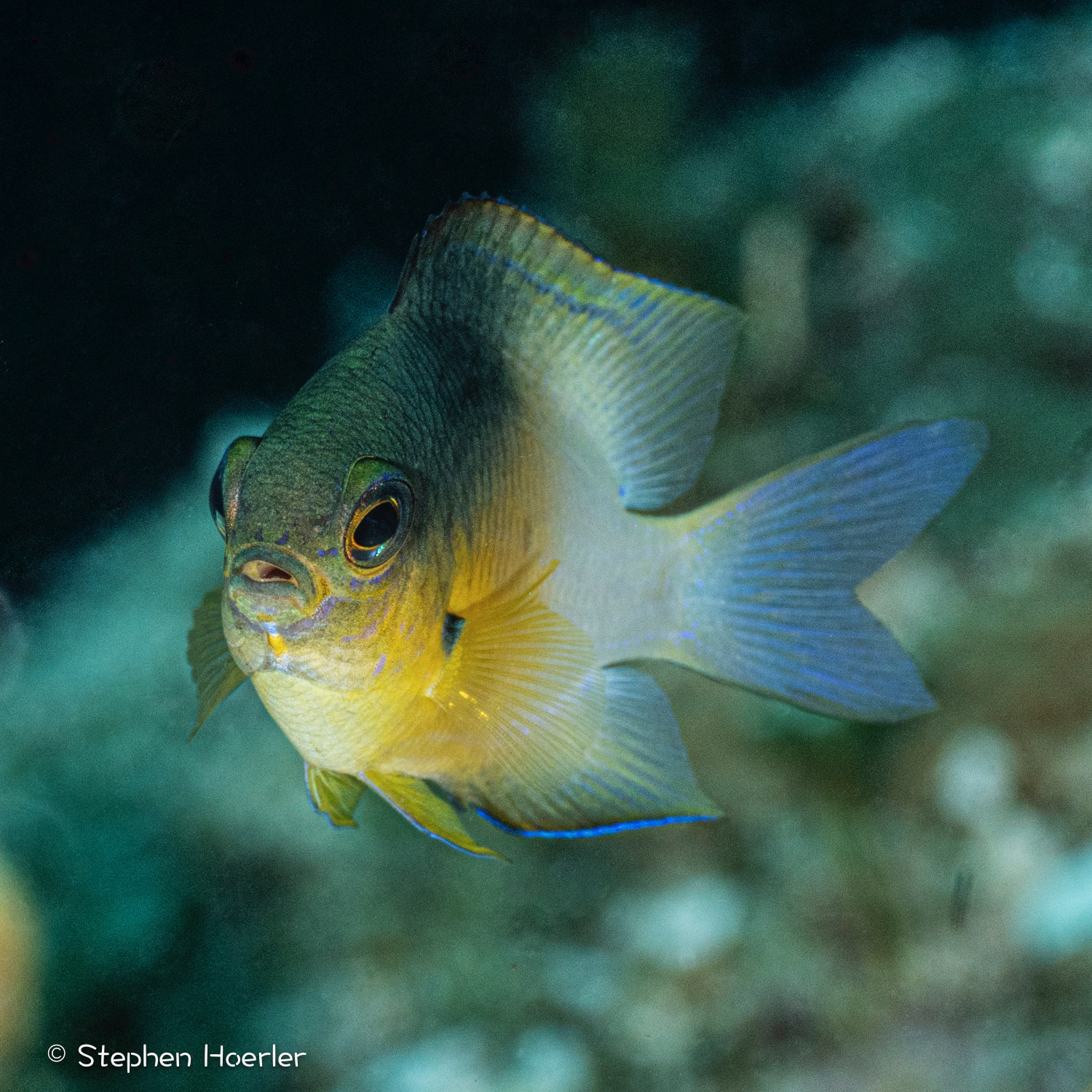 Bicolor Damselfish (Stegastes partitus) photographed on a Cozumel reef — photo © Stephen Hoerler, courtesy of the Cozumel Coral Reef Restoration Program, used with permission