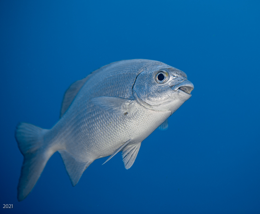 Bermuda Chub (Kyphosus sectatrix) photographed on a Cozumel reef — photo courtesy of the Cozumel Coral Reef Restoration Program (CCRRP), used with permission