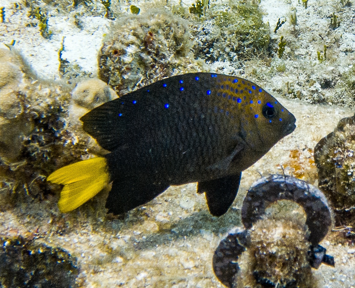Yellowtail damselfish (Microspathodon chrysurus) on a Cozumel reef — photo courtesy of the Cozumel Coral Reef Restoration Program (CCRRP), used with permission