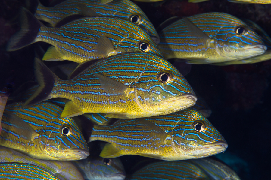 Bluestriped Grunt (Haemulon sciurus) photographed on a Cozumel reef — photo courtesy of the Cozumel Coral Reef Restoration Program (CCRRP), used with permission