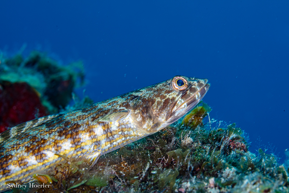 Spotted Goby (Coryphopterus punctipectophorus) photographed on a Cozumel reef — photo © Sydney Hoerler, courtesy of the Cozumel Coral Reef Restoration Program, used with permission