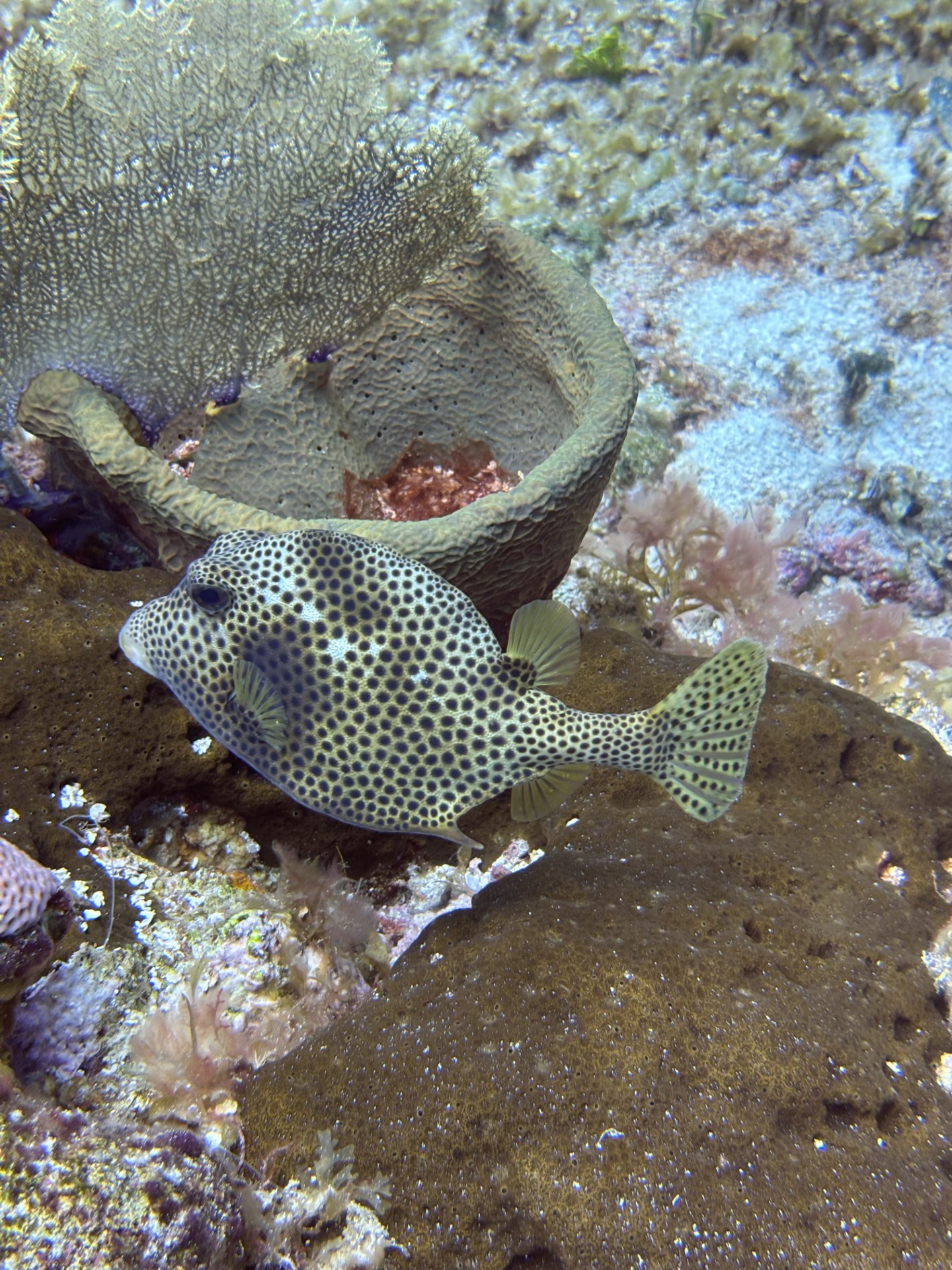 Spotted Trunkfish (Lactophrys bicaudalis) photographed on a Cozumel reef — photo courtesy of the Cozumel Coral Reef Restoration Program (CCRRP), used with permission