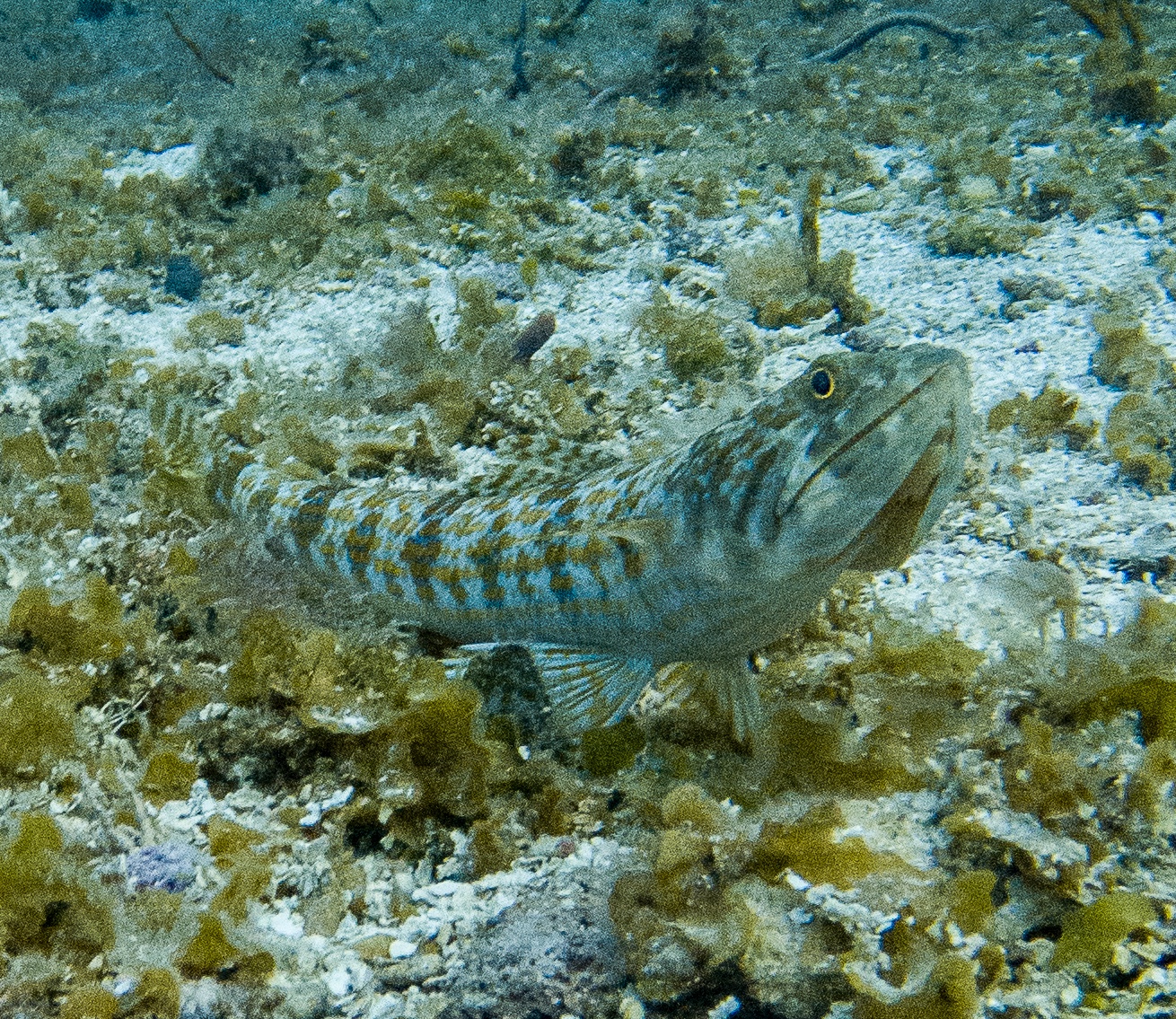 Sand Diver (Synodus intermedius) photographed on a Cozumel reef — photo courtesy of the Cozumel Coral Reef Restoration Program (CCRRP), used with permission