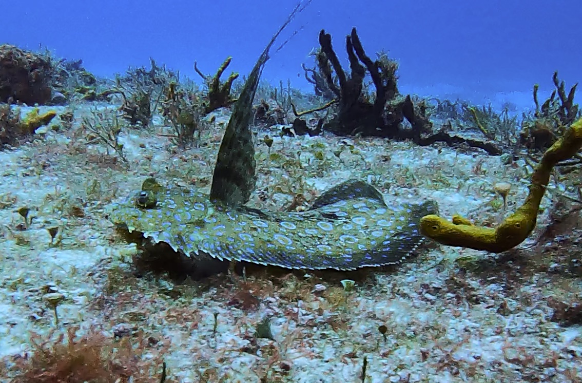 Peacock flounder (Bothus lunatus) blending into sand on a Cozumel reef — photo courtesy of the Cozumel Coral Reef Restoration Program (CCRRP), used with permission