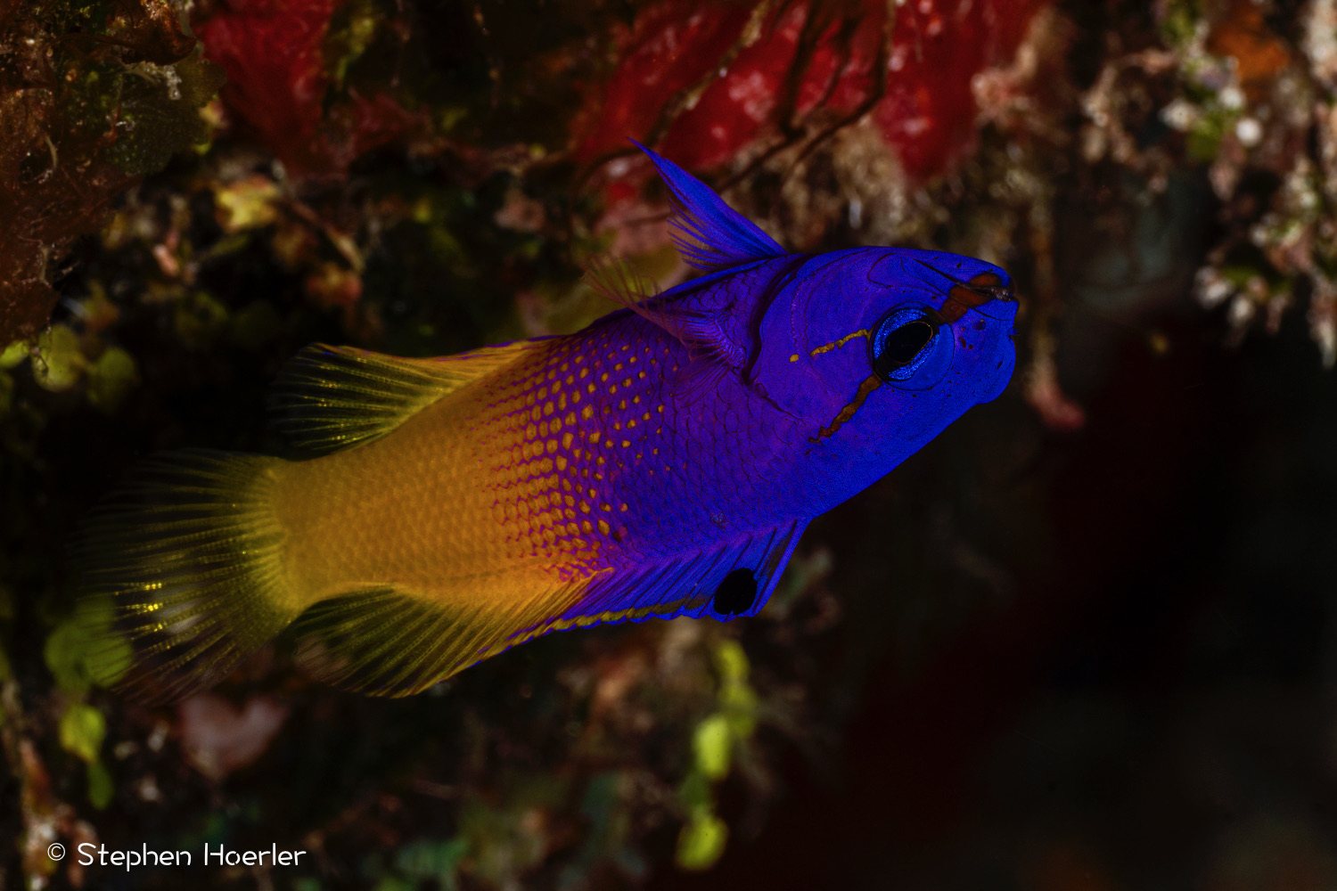Fairy Basslet (Gramma loreto) photographed on a Cozumel reef — photo © Stephen Hoerler, courtesy of the Cozumel Coral Reef Restoration Program, used with permission