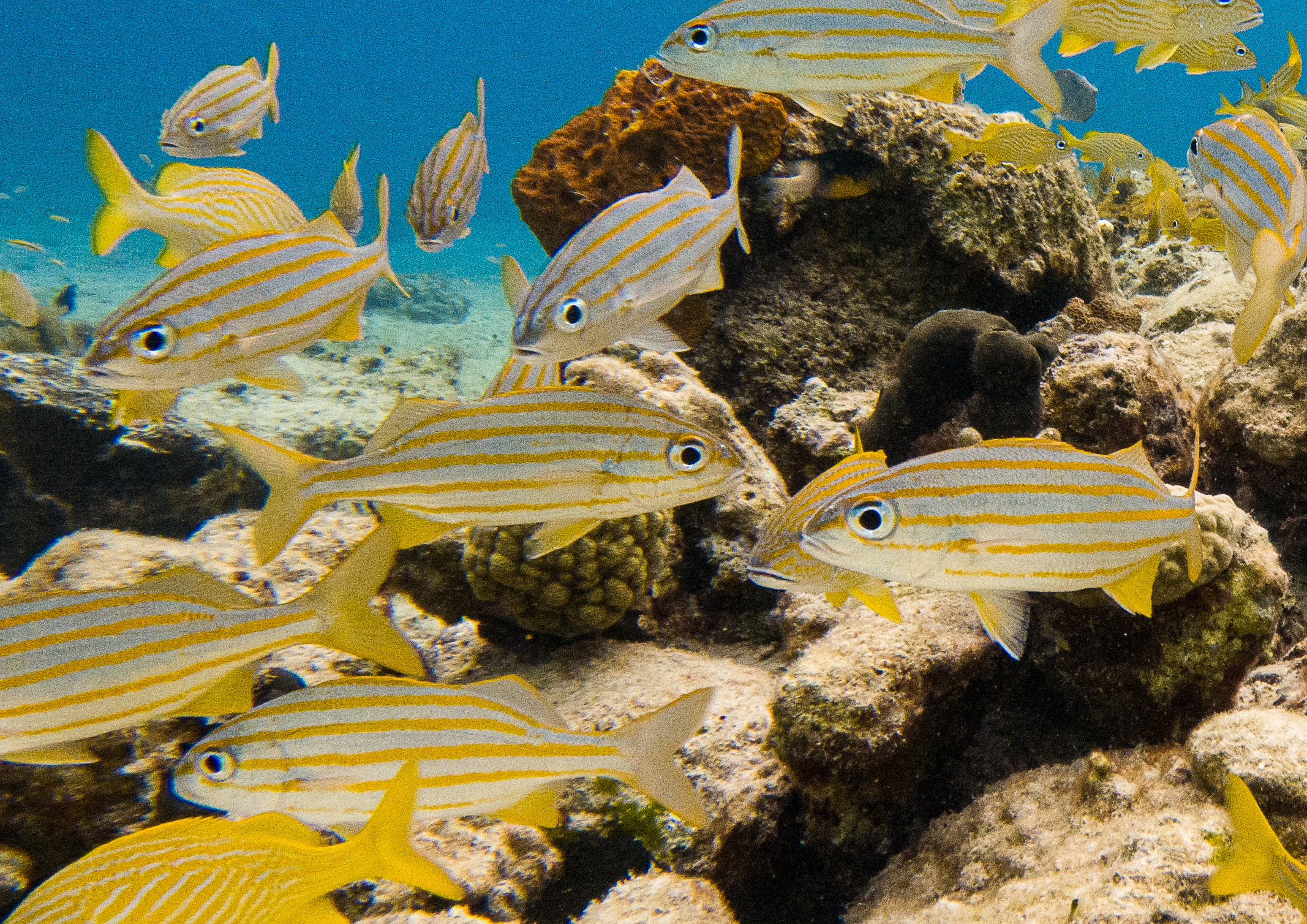 Smallmouth Grunt (Haemulon chrysargyreum) photographed on a Cozumel reef — photo courtesy of the Cozumel Coral Reef Restoration Program (CCRRP), used with permission