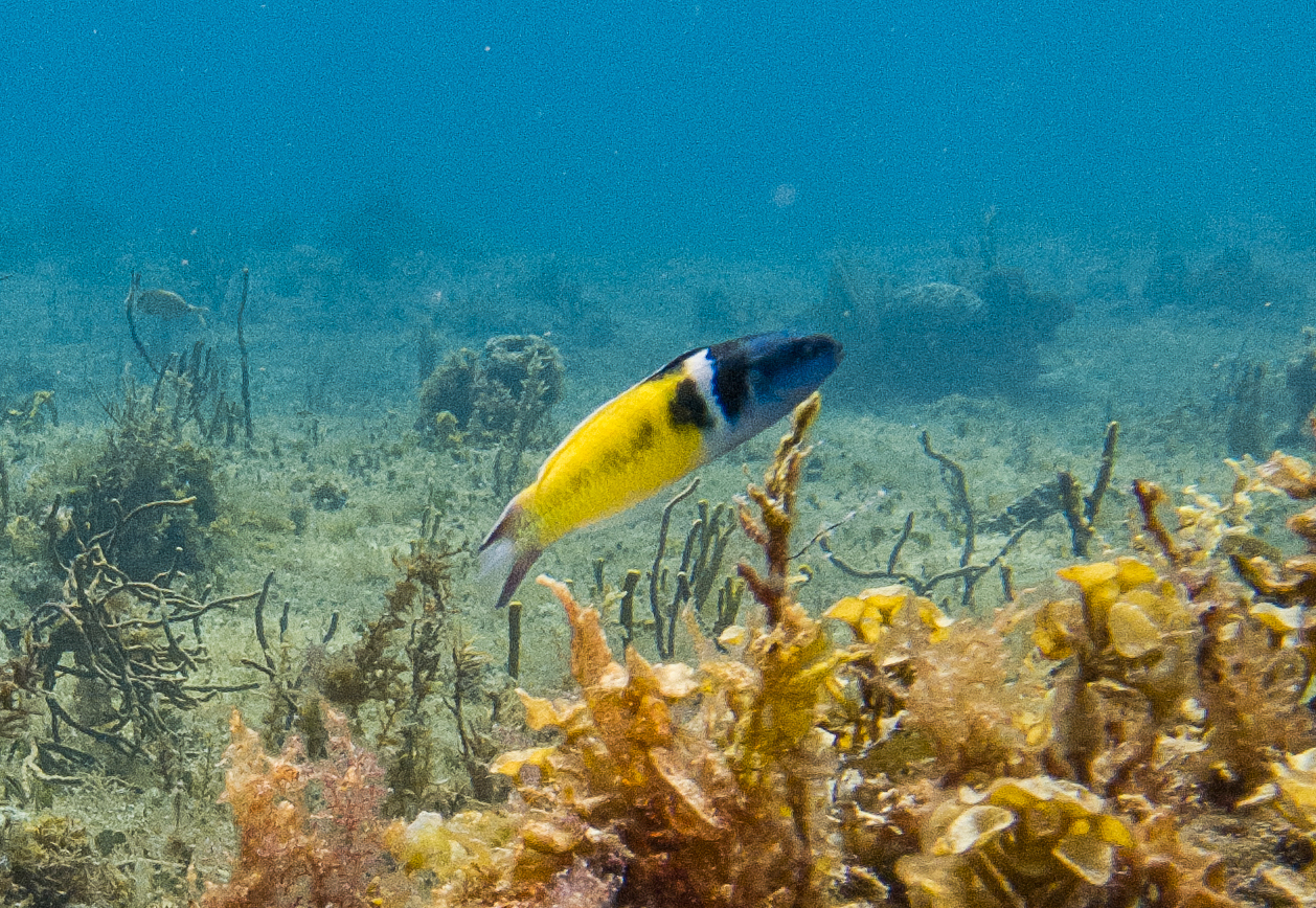 Bluehead Wrasse (Thalassoma bifasciatum) photographed on a Cozumel reef — photo courtesy of the Cozumel Coral Reef Restoration Program (CCRRP), used with permission