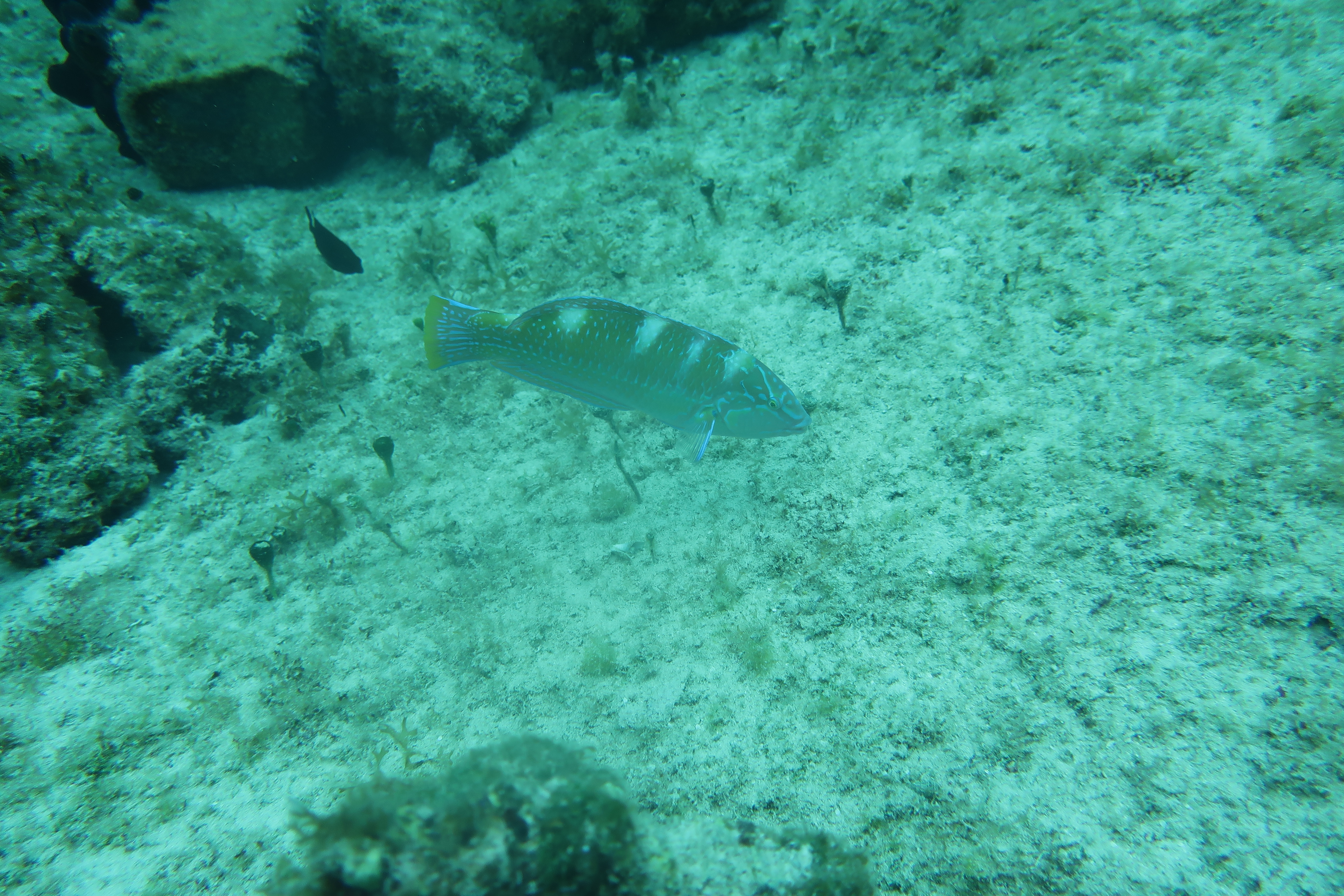 Puddingwife Wrasse (Halichoeres radiatus) photographed on a Cozumel reef — photo courtesy of the Cozumel Coral Reef Restoration Program (CCRRP), used with permission
