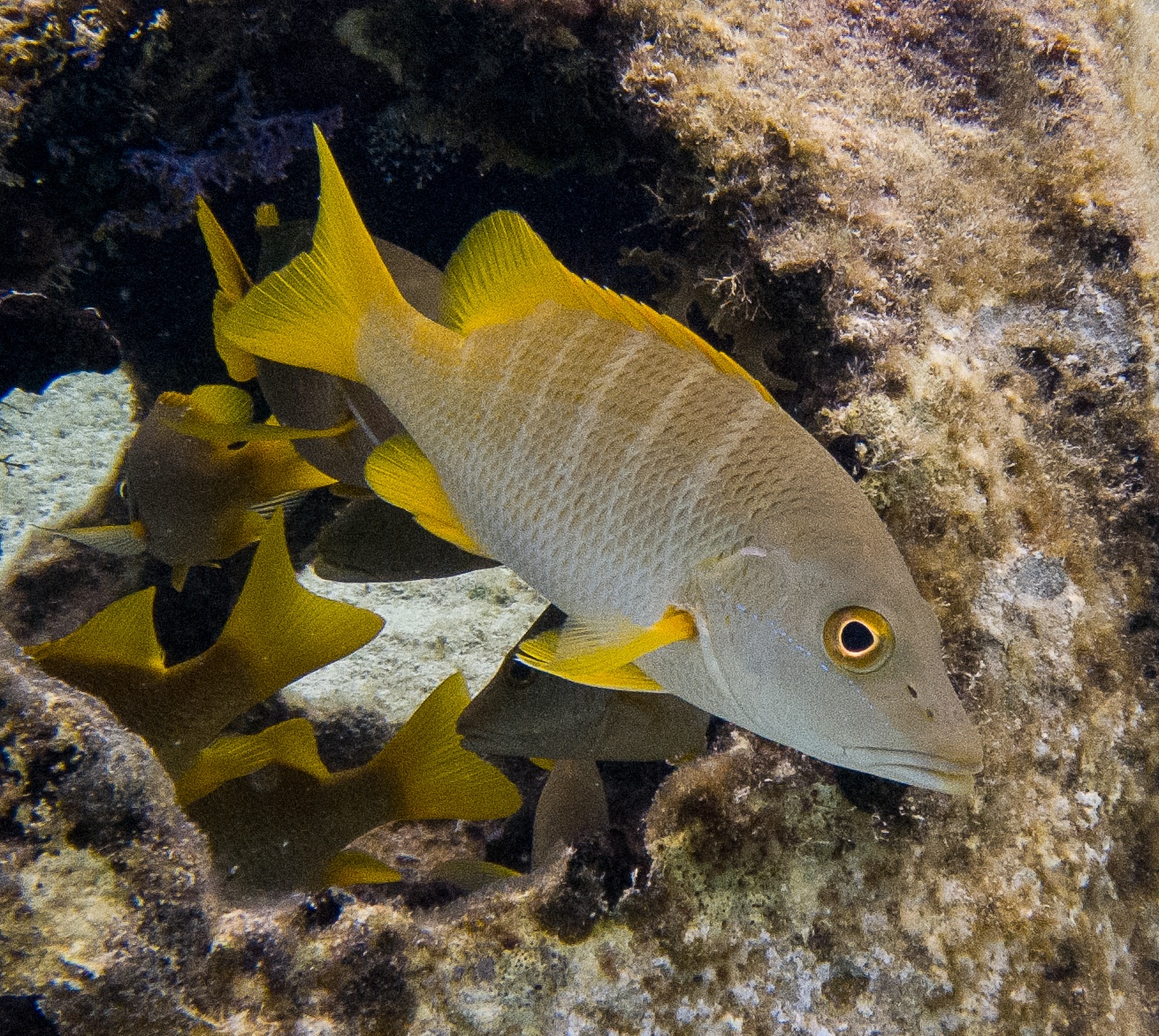Schoolmaster Snapper (Lutjanus apodus) photographed on a Cozumel reef — photo courtesy of the Cozumel Coral Reef Restoration Program (CCRRP), used with permission