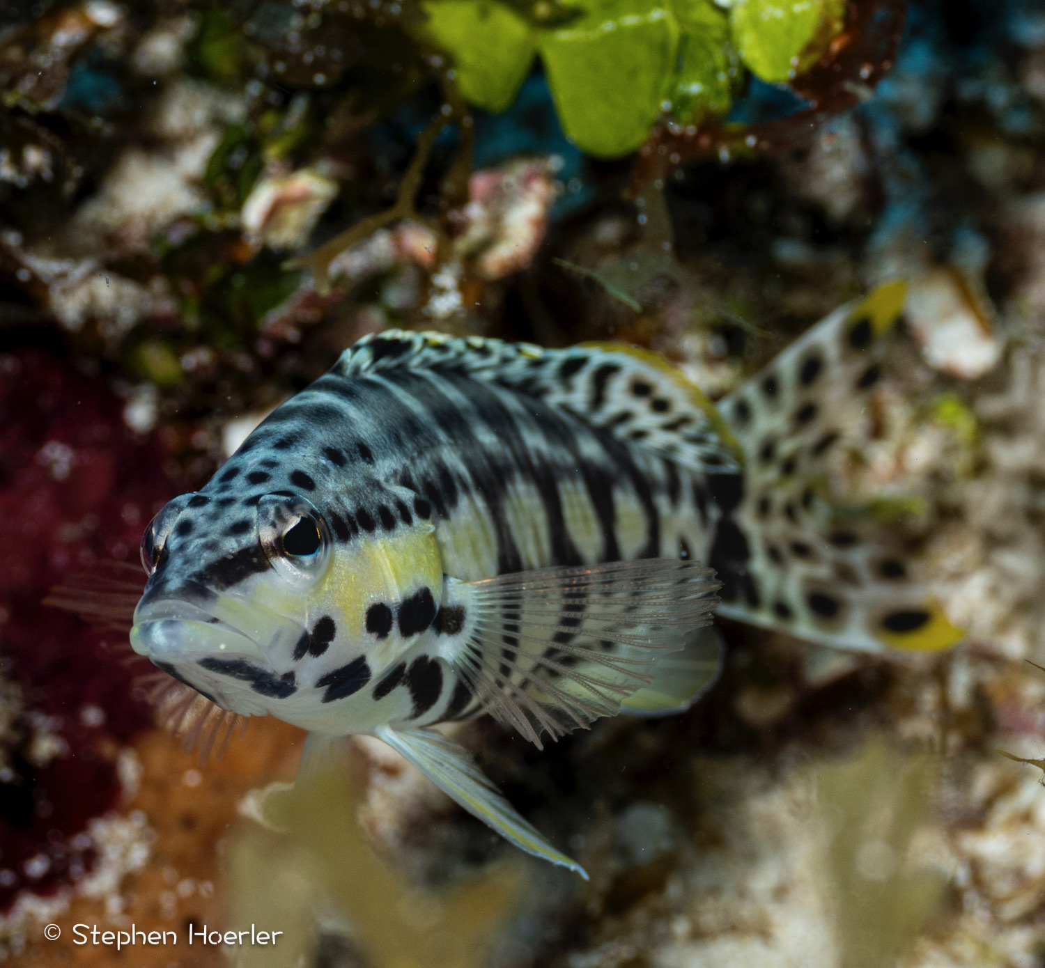 Harlequin Bass (Serranus tigrinus) photographed on a Cozumel reef — photo © Stephen Hoerler, courtesy of the Cozumel Coral Reef Restoration Program, used with permission