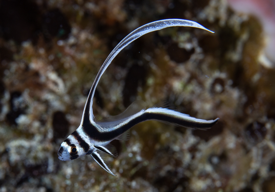 Spotted Drum (Equetus punctatus) photographed on a Cozumel reef — photo courtesy of the Cozumel Coral Reef Restoration Program (CCRRP), used with permission