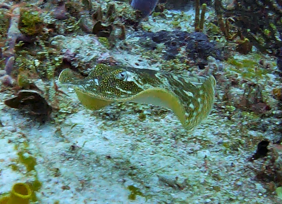 Yellow stingray (Urobatis jamaicensis) on the sand in Cozumel — photo courtesy of the Cozumel Coral Reef Restoration Program (CCRRP), used with permission