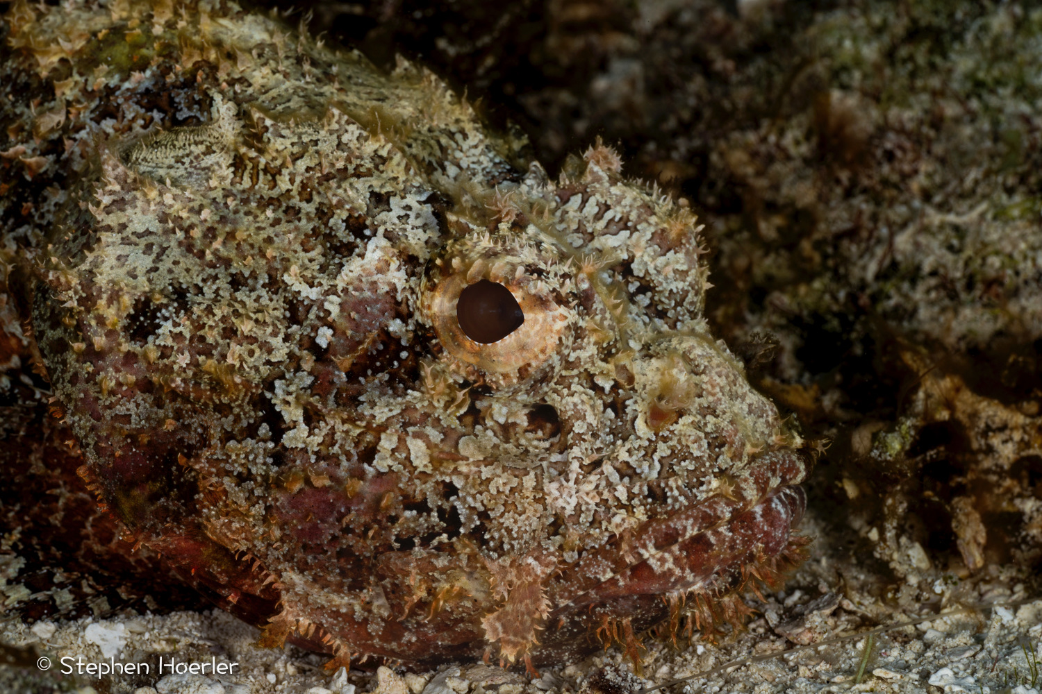 Spotted scorpionfish (Scorpaena plumieri) on a Cozumel reef — photo © Stephen Hoerler, courtesy of the Cozumel Coral Reef Restoration Program, used with permission