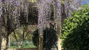 Topiary