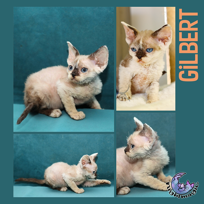 devon rex kittens for sale near me