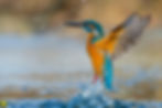 Kingfisher