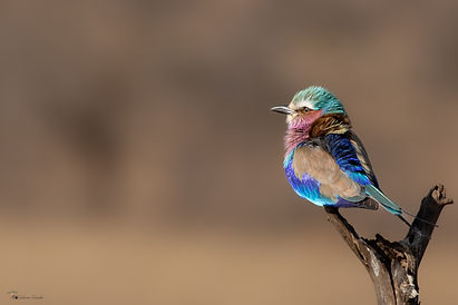 Lilac Breasted Roller Birding