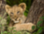 Lion Cub