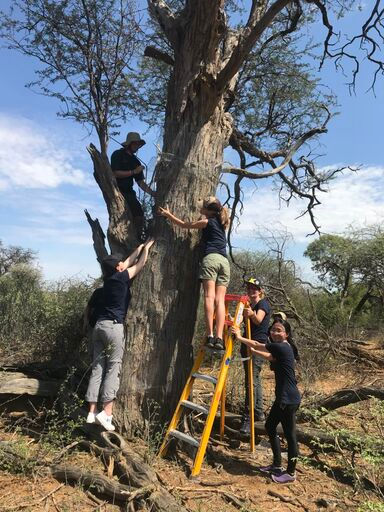 tree wrarpping.jpeg