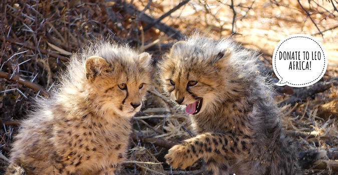 Cheetah cubs