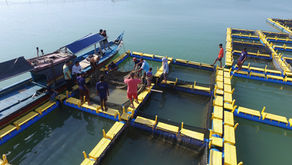Keramba Jaring Apung sebagai Solusi Budidaya Perikanan Modern
