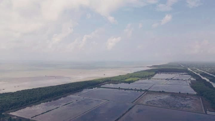 Manfaat Green Belt Untuk Budidaya Udang Jangka Panjang
