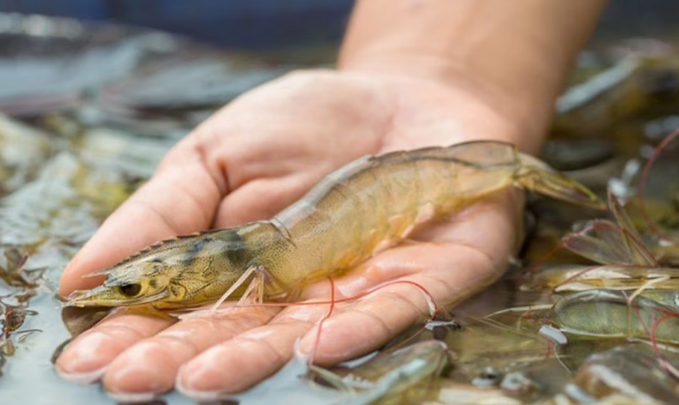 Sumber Nutrien pada Tambak Udang