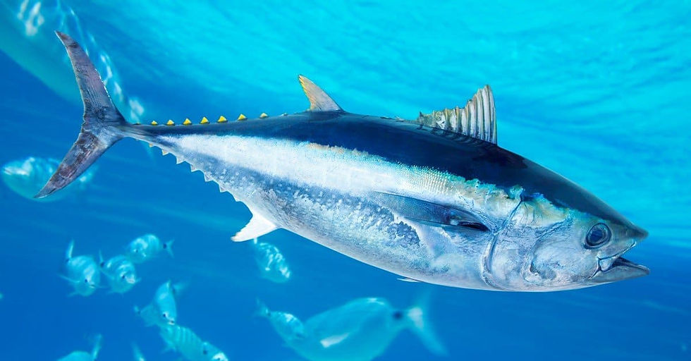 Mengenal Jalur Migrasi Ikan Tuna di Perairan Indonesia