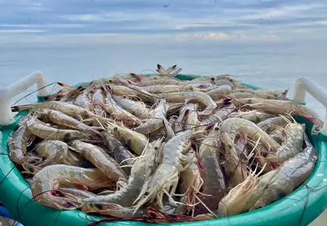 Waspada! Kemarau Bisa Memicu Blooming Alga pada Tambak