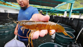 Pengaruh Suhu Tinggi Saat Kemarau terhadap Produktivitas Udang Vaname