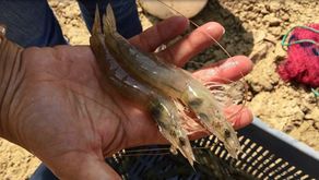 Survival Rate sebagai Indikator Keberhasilan Budidaya Udang